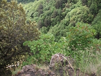 nte Rinatu-20110615 049